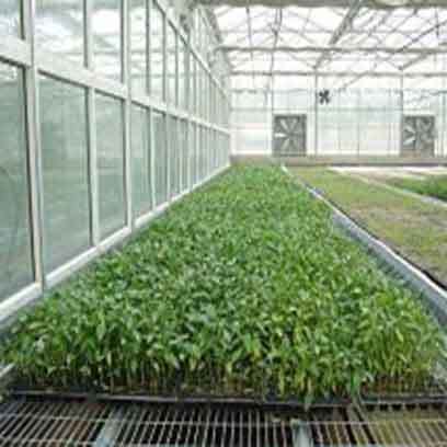 Cheap Plastic 21 Cell Seedling Trays Wholesale