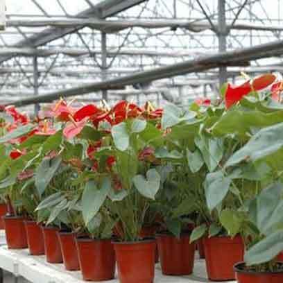 Cheap Plastic Plant Pots In Bulk PT