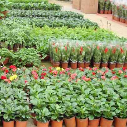 Wholesale Cheap Plastic Garden Pots UK