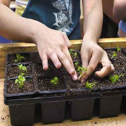 Small Plastic Propagation Pots In Bulk