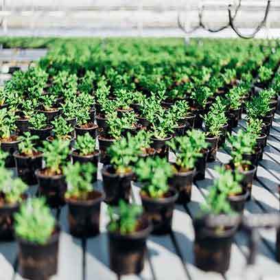 1.5 Gallon Plastic Containers For Plants Wholesale