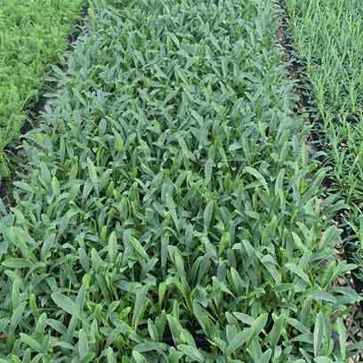 Cheap Plastic 10x20 Growing Trays Manufacturer