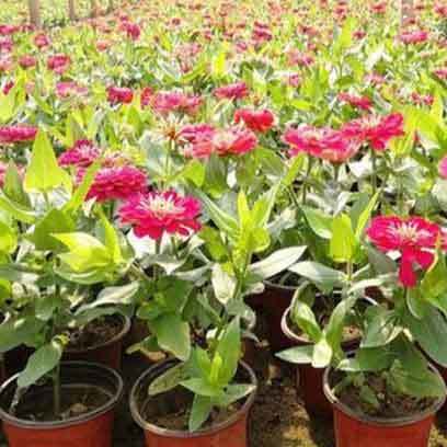 Large Plastic Plant Containers Outdoor Bahrain
