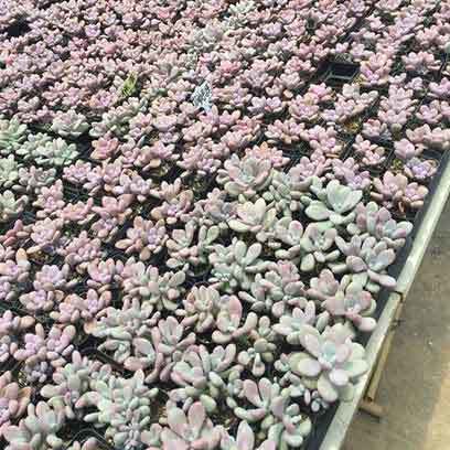 Cheap Plastic Pots For Succulents Suppliers Peru