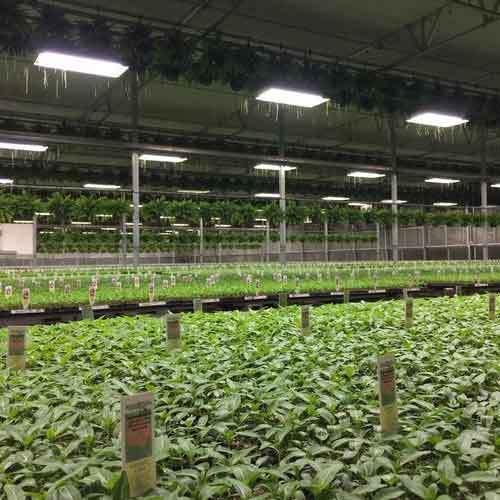 Plastic Plant Trays Without Holes Suppliers NZ