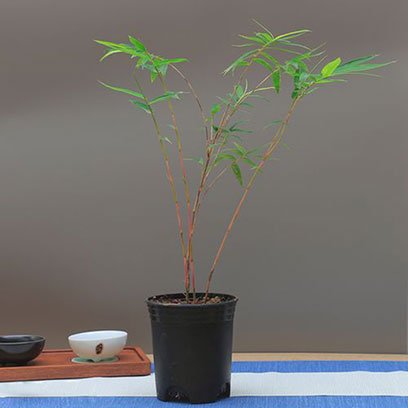 Bamboo Plant Pots